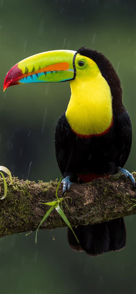 Toucan Wallpaper for iPhone 11, Pro Max, X, 8, 7, 6 - Free Download on ...