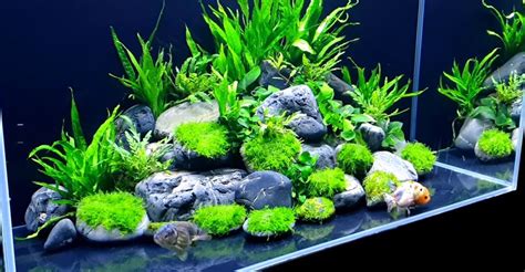 Easy and Fast Growing Plants for Aquarium That Don't Need CO2