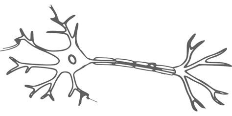 Brain Neuron Nerves · Free vector graphic on Pixabay
