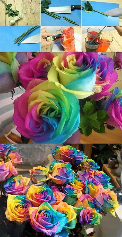 DIY Real Rainbow Roses 2 | Rainbow roses, Diy rainbow, Rose