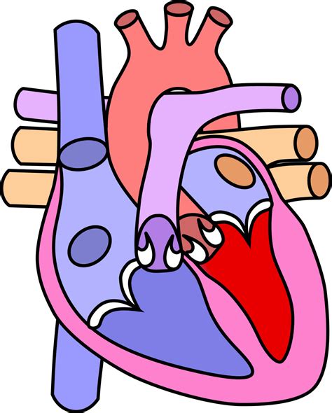 Heart Diagram Empty - ClipArt Best