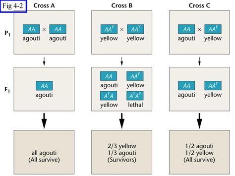 Fig 4-1 Figure: 04-01b Caption: - ppt download