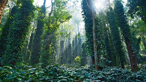 A Visit To Araku Valley, Andhra Pradesh's Coffee Haven Brewing Change