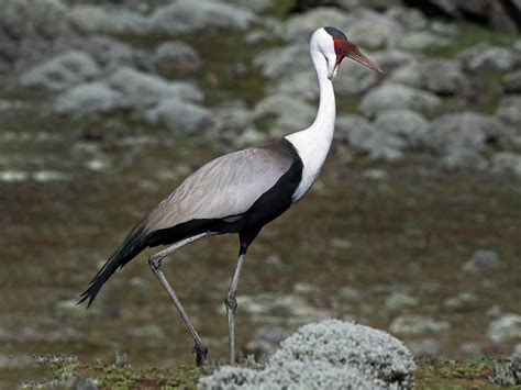 Wattled Crane - eBird