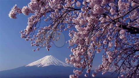 樱花富士山日本_1920X1080_高清视频素材下载(编号:1097807)_实拍视频_VJ师网 www.vjshi.com