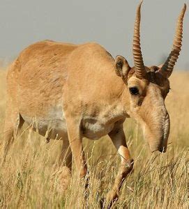 Saiga Antelope Facts, Habitat, Extinction, Life Cycle, Baby, Pictures