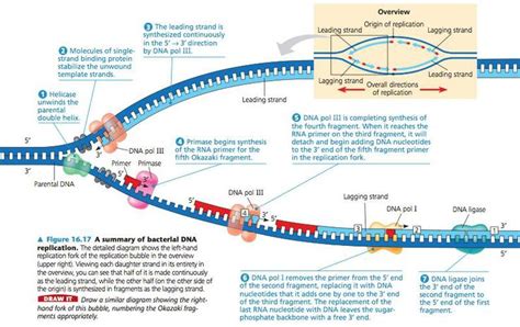 After Dna Replication What Is the End Result