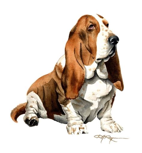 Basset Hound Art Print by Watercolor Artist DJ Rogers