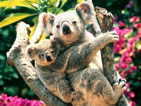 nature, Animals, Koalas, Baby Animals Wallpapers HD / Desktop and Mobile Backgrounds