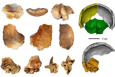 Human evolution: 160,000-year-old fossil may be the first Denisovan skull we've found | New ...