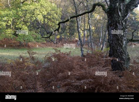 New forest england hi-res stock photography and images - Alamy