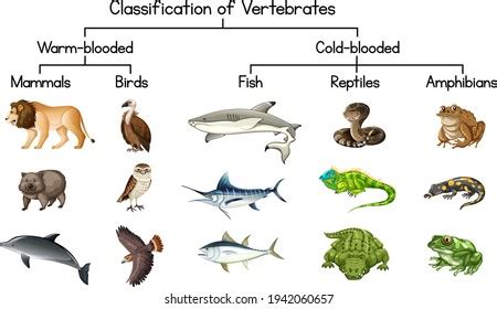 Examples Of Vertebrates