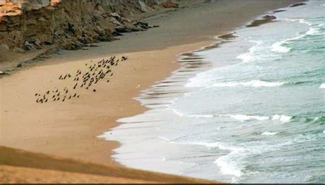 Salalah Beach one among the 30 best beaches in the world - Times of Oman