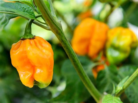 Habanero Care: Growing Tips For Habanero Peppers