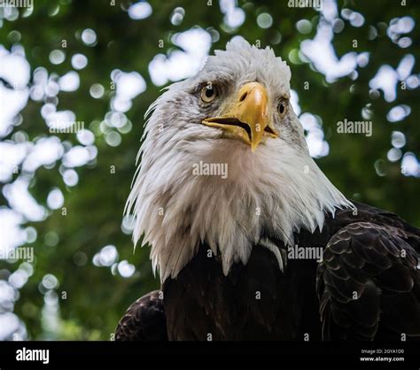 A bald eagle front view closeup in a raptor park in saarland Stock Photo - Alamy