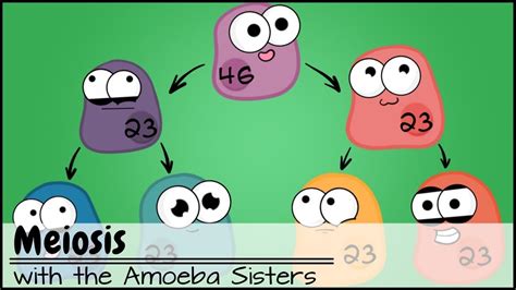 Meiosis (Updated) Meiosis contributes to genetic variety! The Amoeba ...