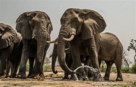 African Elephant - Intelligent, gentle giant