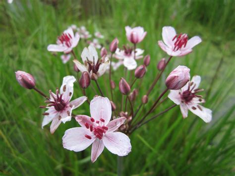 Butomus umbellatus 'Flowering rush' – Plants and Garden