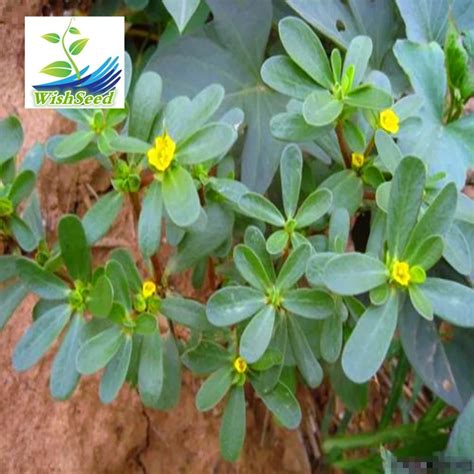 2018 Natural Bacopa Monnieri Seeds Chinese herbal medicine seeds Support mood, memory, Focus and ...