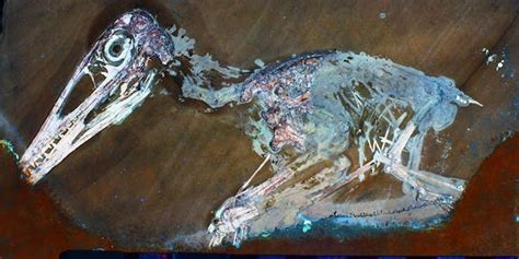 What Did Dinosaurs Look Like? Tom Kaye Finds Answers, Feathers With Lasers | Inverse