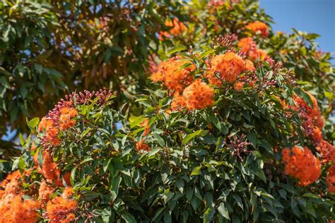 Corymbia 'Mini Orange' Grafted Gum 8" Pot - Hello Hello Plants