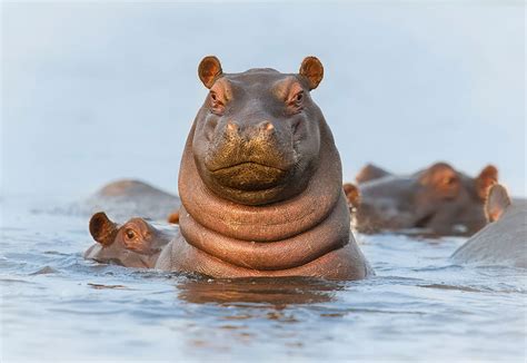 Picture of the Day: Howdy Hippo! » TwistedSifter