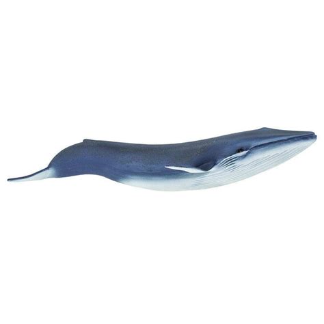 Blue Whale Toy | Sea Life | Safari Ltd®