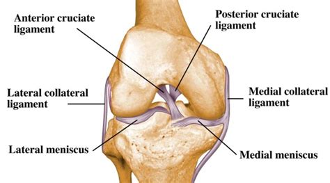 Knee Ligament Injury | Proven Treatments in Newcastle