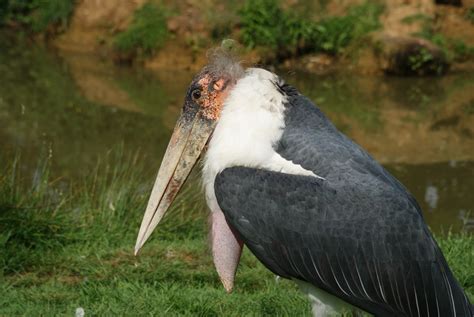 Le marabout d'Afrique, oiseau charognard : Spaycific'zoo