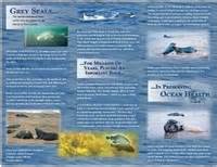 Grey Seal Conservation Society