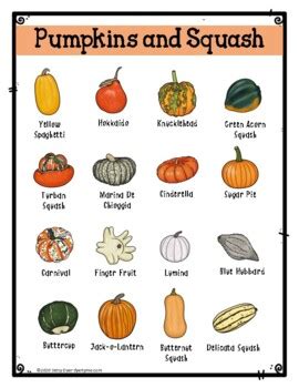 Pumpkins and Squash Identification Set by DyerTyme | TPT