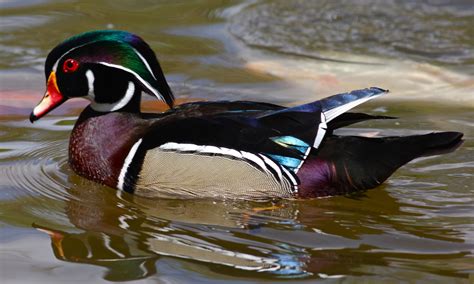 Male Wood Duck | Wood ducks, Pet birds, Animals