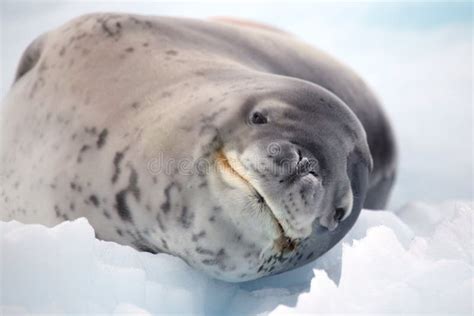 Leopard Seal Smile, Antarctica Royalty Free Stock Photo - Image: 13408475