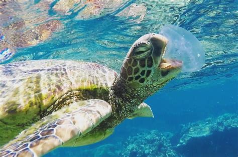 A turtle we saw today chomping on some jellyfish on the Great Barrier Reef. | World pictures ...