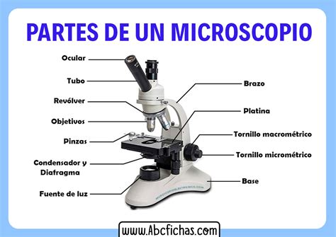 compensar Motear profesional partes de un microscopio y para que sirven Maravilla Gobernable mucho