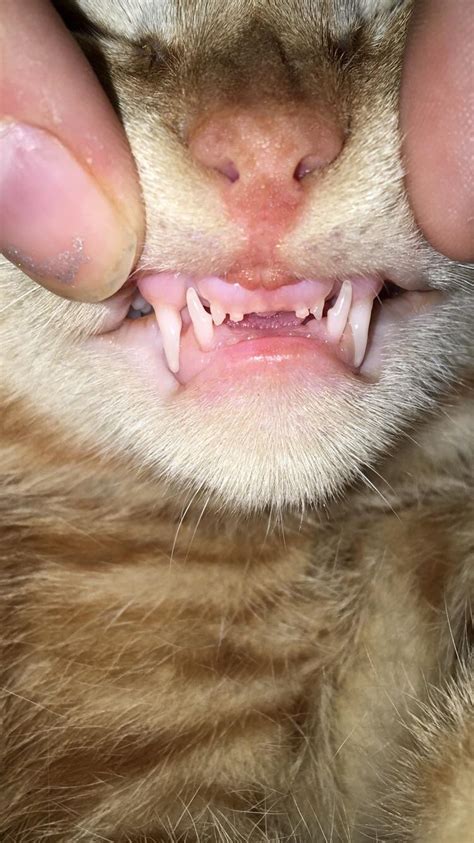 25 Top Pictures Cat Front Teeth Missing - Cat Tooth Extractions What To Expect Hill S Pet - wln ...