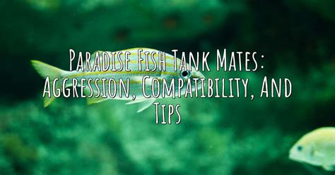 Paradise Fish Tank Mates: Aggression, Compatibility, and Tips – Aqua Revolt