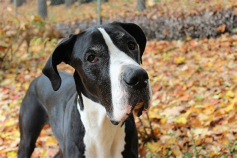 Free stock photo of black and white, great dane, pure breed