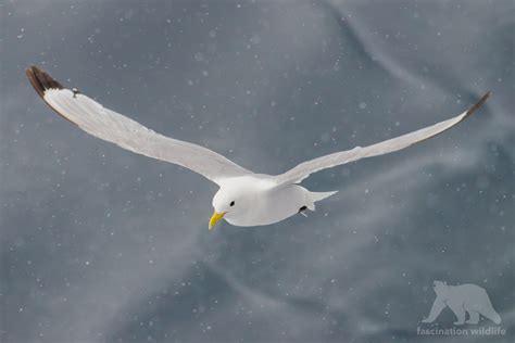 Spitsbergen - Fascination Wildlife