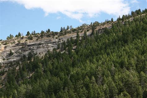 Conifer Habitat : Habitats : Nature : Sinks Canyon Natural Resource Council