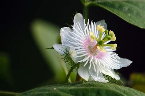 Flower Passiflora Bloom - Free photo on Pixabay - Pixabay