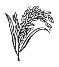 Rice Plant Drawing at GetDrawings | Free download