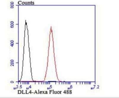 DLL4 Antibody (NBP2-89151): Novus Biologicals