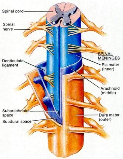 More on the Spinal Column: The Meninges