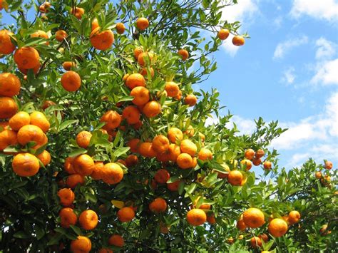 Southern Fruit Trees: Learn About Fruit You Can Grow In The South