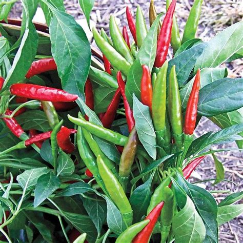 Thai Chili Pepper Seeds 50 seeds | Etsy in 2021 | Stuffed peppers ...