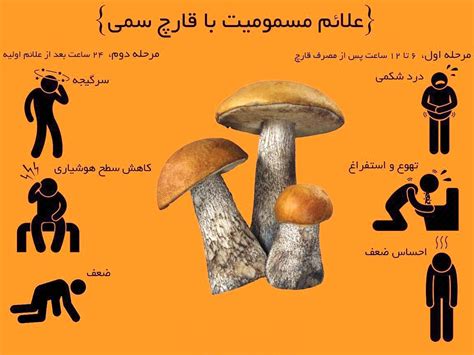 هر آنچه که باید درمورد قارچ های سمی بدانید | پایگاه خبری تحلیلی فرتاک نیوز