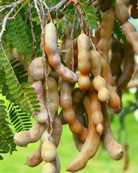 Tamarind Fruit Tree