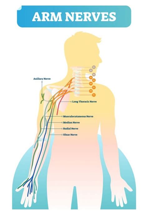 [DIAGRAM] Arm Nerve Diagram - MYDIAGRAM.ONLINE