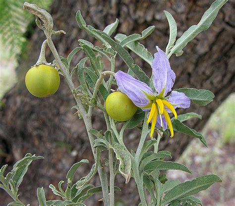 Solanum elaeagnifolium – A vegetable rennet for cheesemaking | Navasota ...